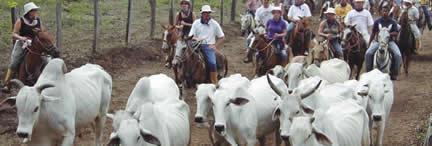 Horseback riding near Papagayo and Tamarindo fishing region