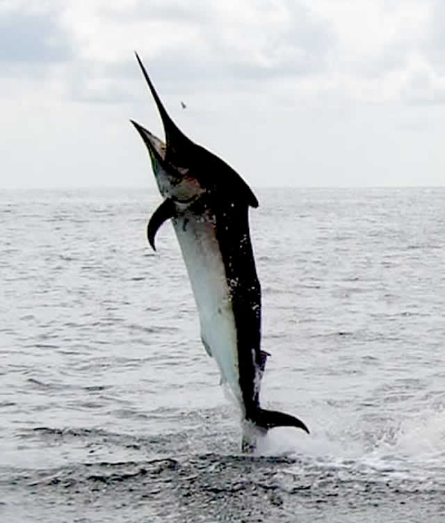 marlin fishing in papagayo guanacaste