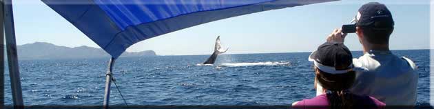 Whales watching on Papagayo sightseeing tour