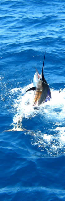 Playa Conchal fishing charters