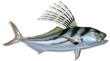 Mount a fish at Papagayo Sport Fishing