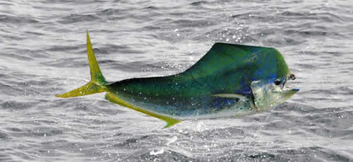 Fishing near Liberia Costa Rica